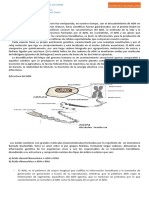 GUÍA DE APRENDIZAJE 1 ADN (4° Medio)