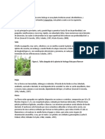 Informe Lactuca Sativa PDF