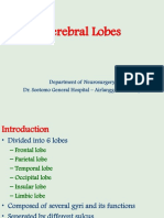 Cerebral Lobes: Department of Neurosurgery Dr. Soetomo General Hospital - Airlangga University