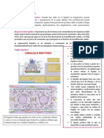 Reparación Tisular Clase 3 Sep