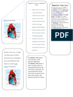 Superior Vena Cava: Right Atrium