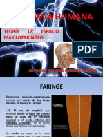 Teoría 12 Anatomía Humana - Espacio Maxilo-Faringeo Upsjb Dr. Quiñones Jáuregui Johnny Fernando