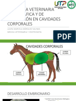 Anatomía Veterinaria Topográfica y de Proyección en Cavidades