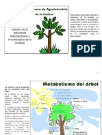 Estructura de La Madera