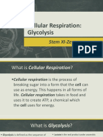 Cellular Respiration