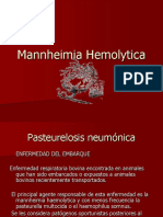 Mannheimia Haemolitica