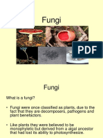 FUNGI