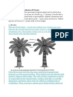 Morphological Features of Cycas