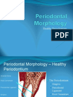 Periodontal Morphology