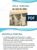 Erisipela Porcina 001