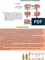 Reproduccion en Organismos Inferiores