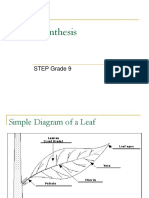 Photosynthesis: STEP Grade 9