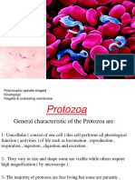 Trypanosoma SPP.: Polymorphic Spindle-Shaped Kinetoplast Flagella & Undulating Membrane