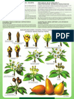 Estados Fenologicos PDF