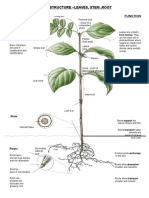 Plant Biology-Final Submission