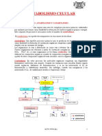 Metabolismo Celular 1º Bach.