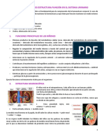 Tema 1. Relacion Estructura Funcion en El Sistema Urinario