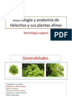 Diapositivas Morfologia Vegetal