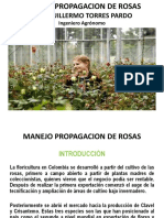 Propagación de Rosas