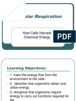 Lesson 21 Cellular Respiration