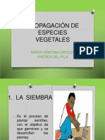 Sistemas de Siembra