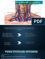 Venas de La Cabeza y El Cuello