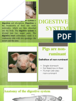 Digestive System New