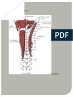 MMT of Cervical