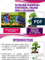 Xylem and Phloem