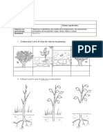 Clasificacion de Las Plantas Primero Basico