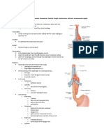 Esphagus Stomach Duodenum Gross Anatomy