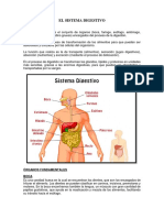 El Sistema Digestivo 