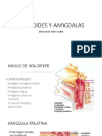 Adenoides y Amigdalas