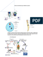 Dibuje Las Formas Evolutivas de Leishmania Spp. Señalando Sus Partes