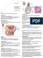 Chapter 21 The Male Reproductive System