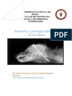 Anatomia y Patologia Radiografica de La Cabeza..