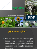 Tejidos Vegetales