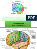 Áreas de La Corteza Cerebral - Mixto