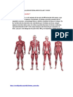 Taller Sistema Muscular y Oseo