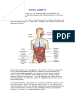 Sistema Digestivo