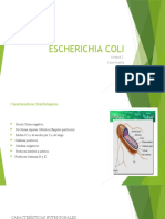 Diapositiva E.coli