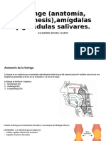 Faringe (Anatomía, Anamnesis), Amígdalas y