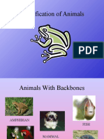 List of Classification of Animals