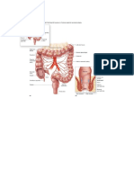 Anatomy and Physiology of GIT