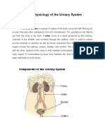 Anatomy and Physiology of The Urinary System or