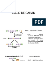 Ciclo de Calvin PDF