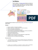 Sistema Sensorial Olfativo y Gustativo