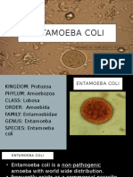 Entamoeba Coli