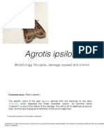 Agrotis Ipsilon