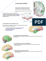 Vascularisation Du Cortex Cérébral